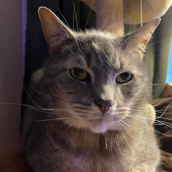 Meet your Posher, Lovada - Picture 6 of 11